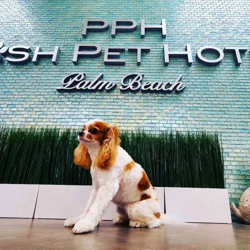Small dog seating down front of Posh Pet Hotel green wall